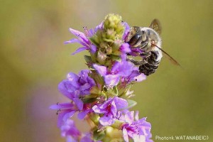 Megachile sp.