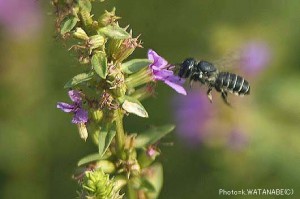 Megachile spissula