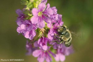 Megachile sp.