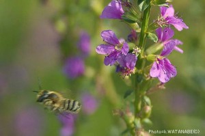 Megachile sp.