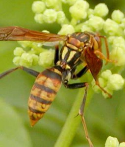 Polistes rothneyi iwatai