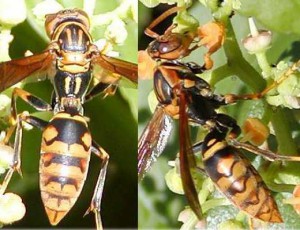 Polistes rothneyi iwatai