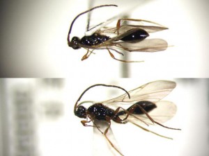 Diapriidae gen. sp.