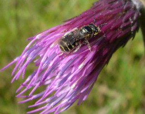 Ceratina japonica