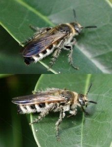 Campsomeriella annulata annulata