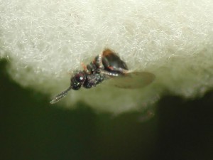 Hymenoptera sp.