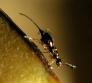 Hymenoptera sp.