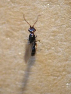 Hymenoptera sp.