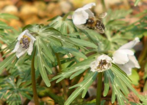 Apis cerana japonica