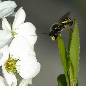 Ceratina japonica