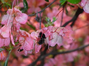 Bombus ardens ardens