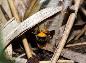 Osmia orientalis