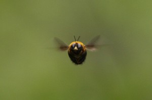 Xylocopa appendiculata circumvolans