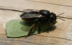 Megachile sumizome