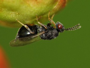 Eurytomidae gen. sp.