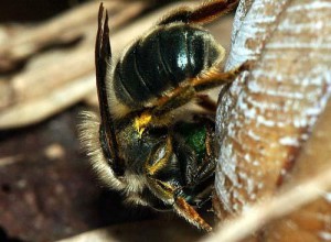 Osmia orientalis