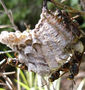 Polistes snelleni