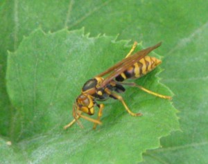 Polistes jokahamae jokahamae