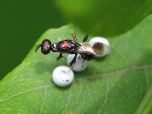 Hymenoptera sp.