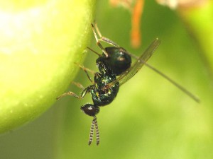 Torymidae gen. sp.