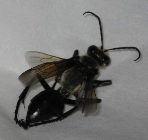 Sphex argentatus fumosus