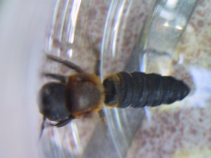 Megachile sculpturalis