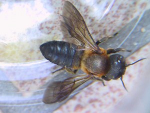 Megachile sculpturalis