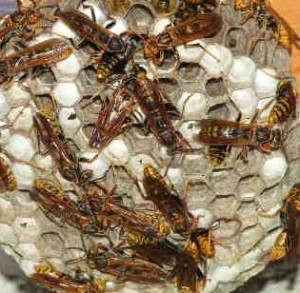 Polistes jokahamae jokahamae