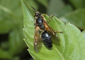 Tachytes sinensis sinensis