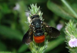 Euaspis basalis