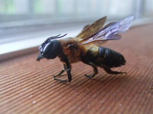 Megachile sculpturalis