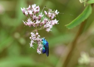 Stilbum cyanurum pacificum