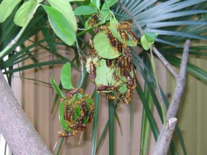 Polistes rothneyi iwatai