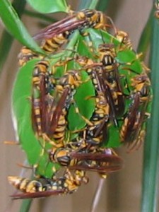 Polistes rothneyi iwatai