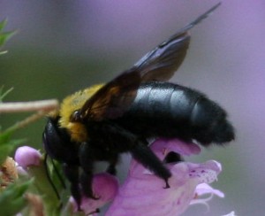 Xylocopa appendiculata circumvolans