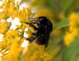 Bombus hypocrita hypocrita