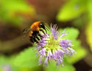 Bombus diversus diversus