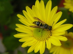 Eumenidae gen. sp.