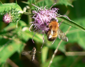 Bombus diversus diversus