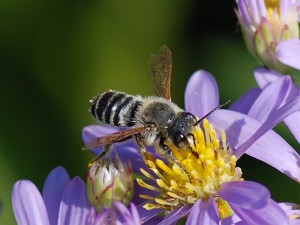 Megachile sp.