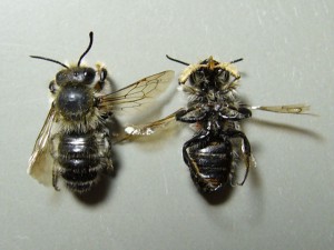 Megachile japonica