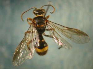 Eogorytes fulvohirtus