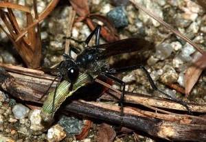 Ammophila sp.