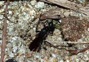 Ammophila sp.