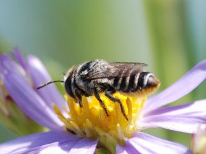 Megachile sp.