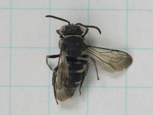 Epeolus japonicus