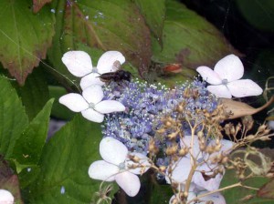 Megachile sumizome