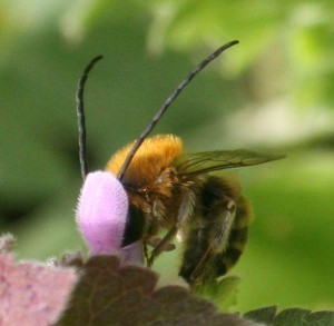 Eucera nipponensis