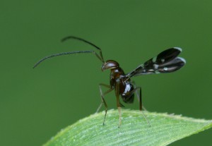 Callipteroma sexguttata