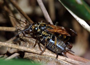 Liris deplanatus binghami